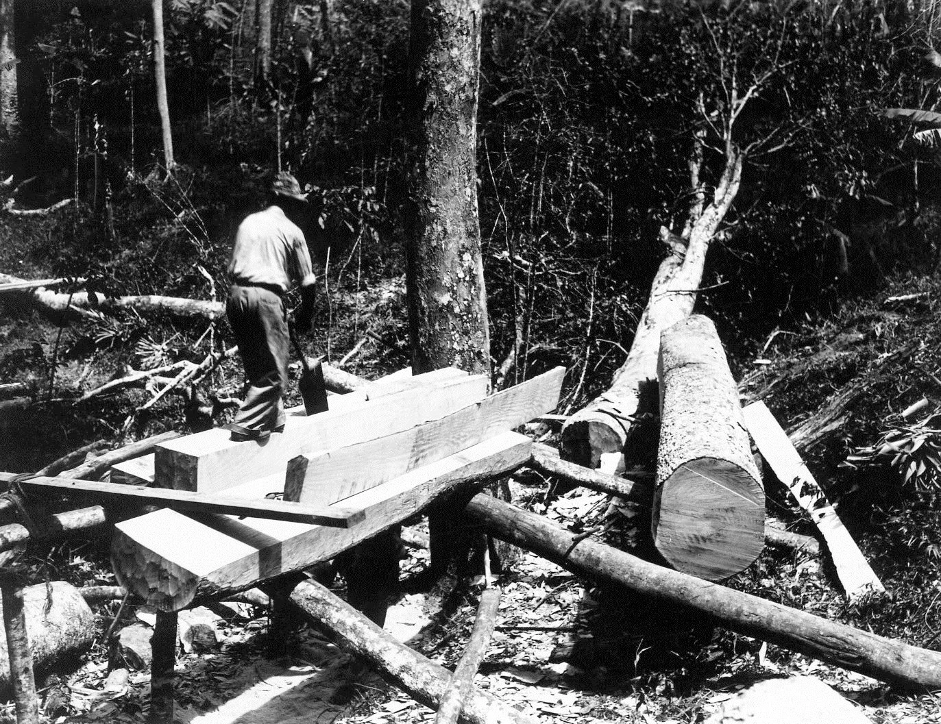 Fotografía histórica de hombres aserrando a mano troncos de tabonuco en el bosque.