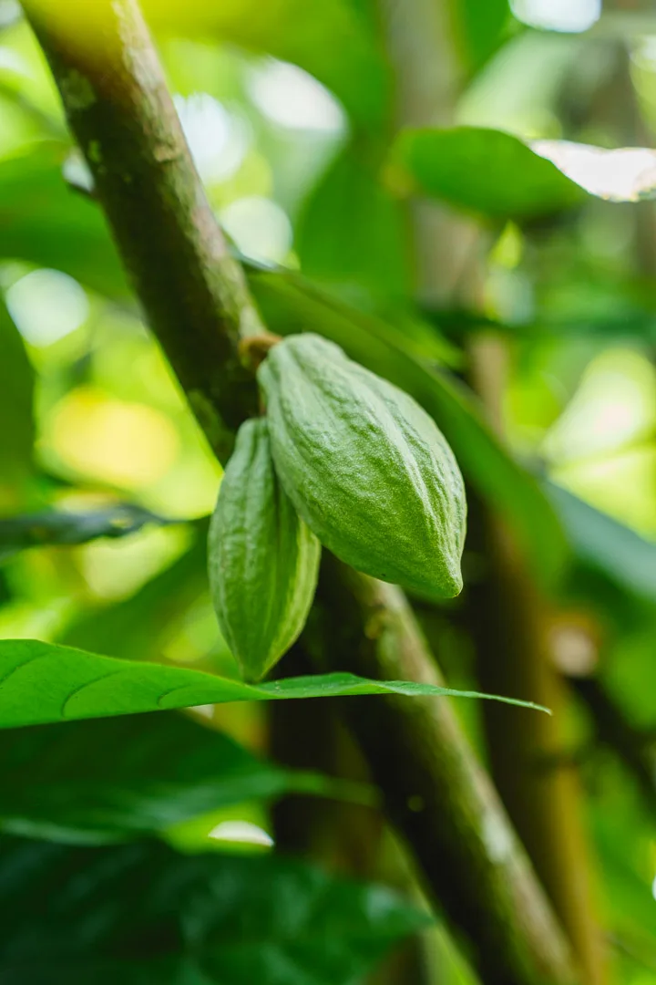 Mazorca de cacao verde colgando de una rama rodeada de hojas en un árbol de cacao.