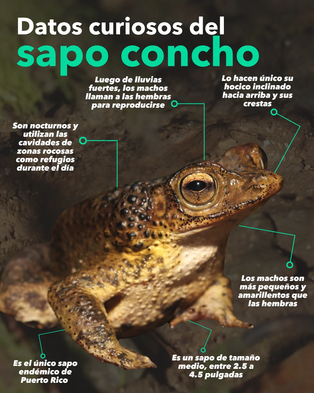 Sapo-Concho-PQTE.png