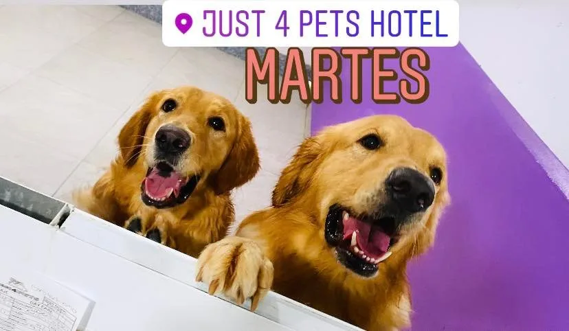 Google owner photo. Attribution: Just 4 Pets Hotel (https://maps.google.com/maps/contrib/106354296557769661015)