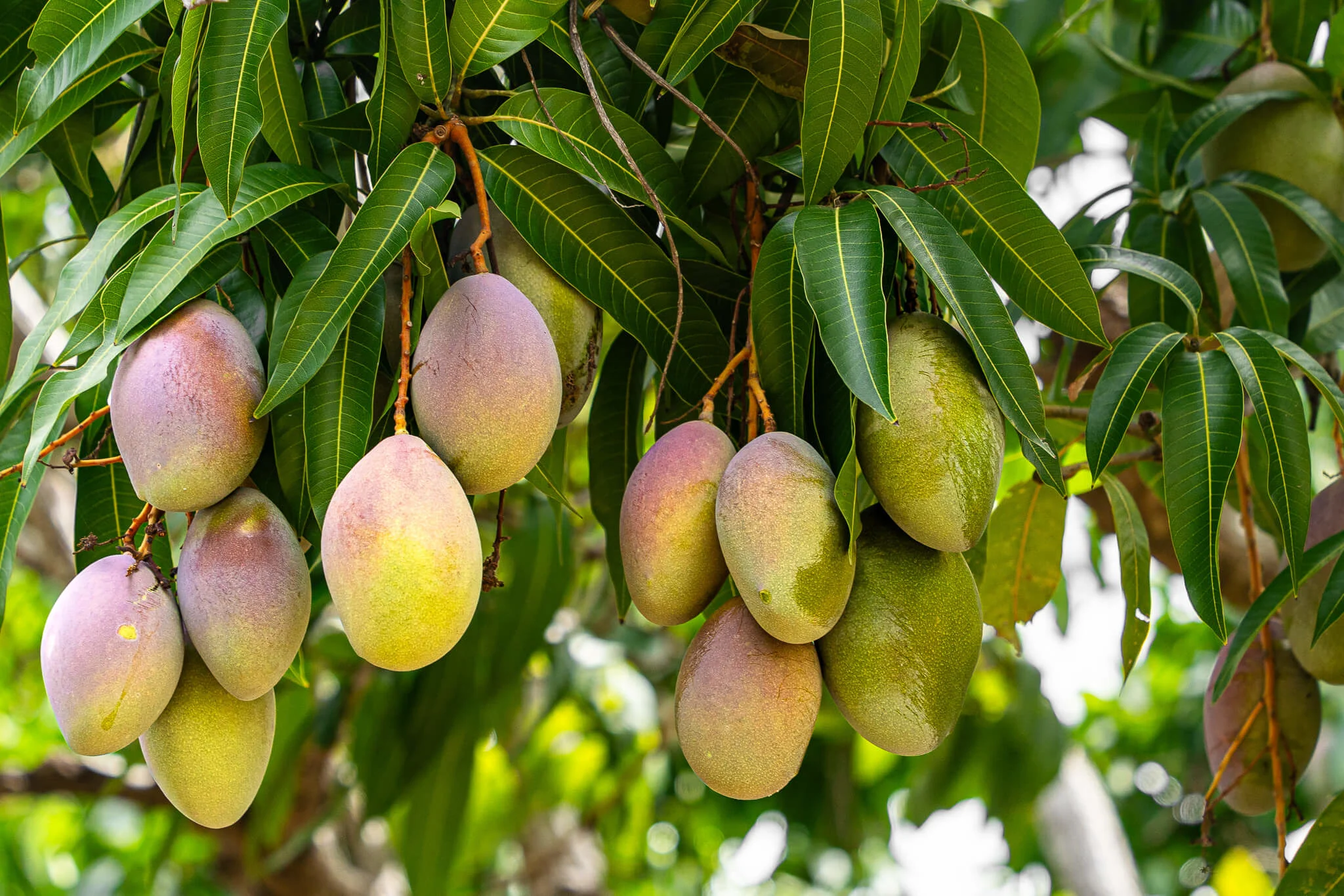 donde-conseguir-variedades-mango-puerto-rico