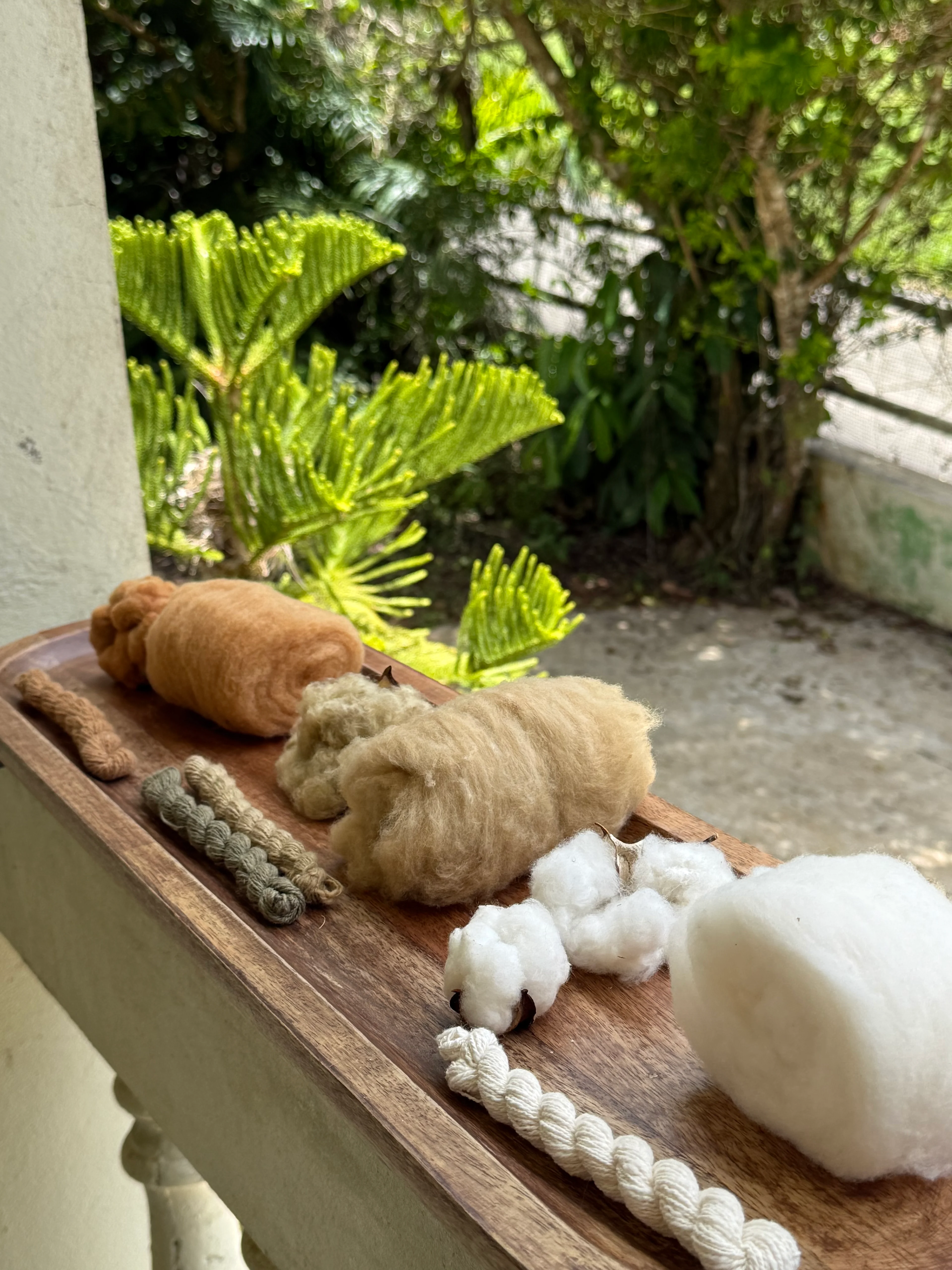 Capullos de algodón en la finca