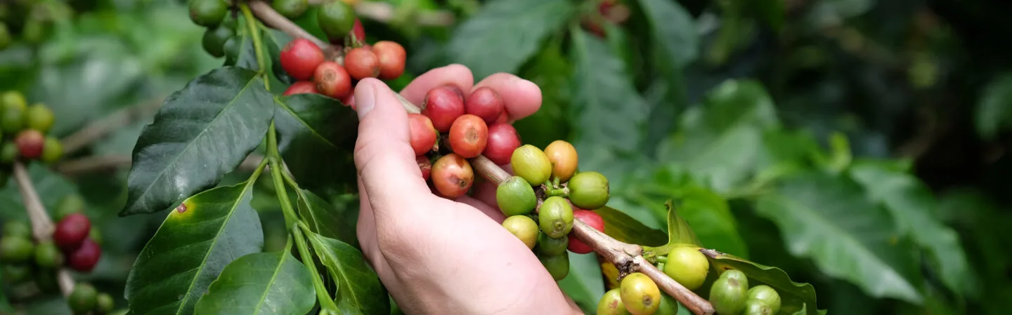 coffee-haciendas-to-visit-in-puerto-rico-farm-tours-tastings-2025