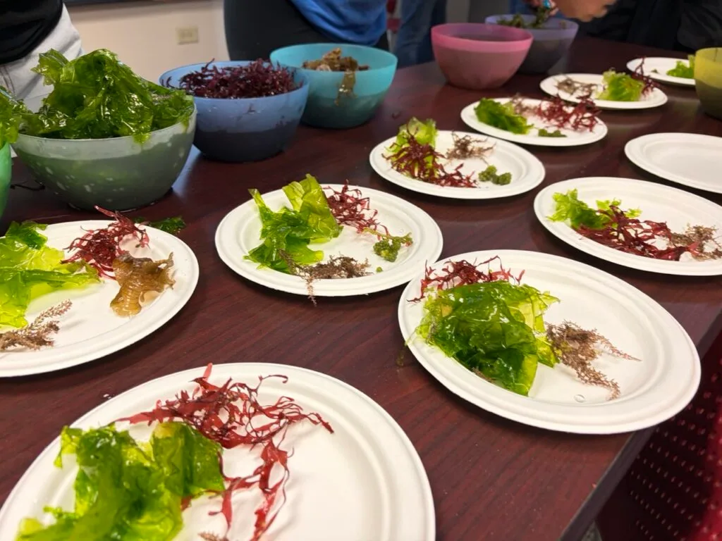 Nace una alianza que lleva las algas marinas boricuas a las cocinas de los chefs