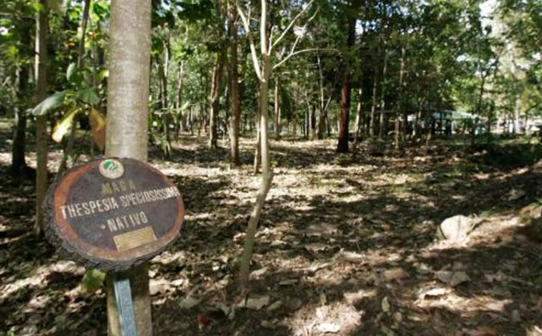 Bosque_Estatal_De_Susua_ab23a8d8d7.jpg
