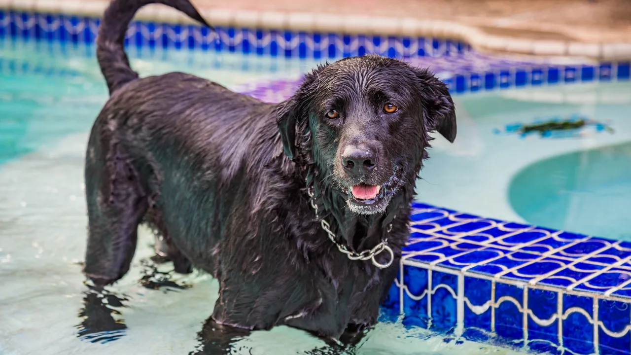 dia-del-perro-en-puerto-rico-donde-celebrar