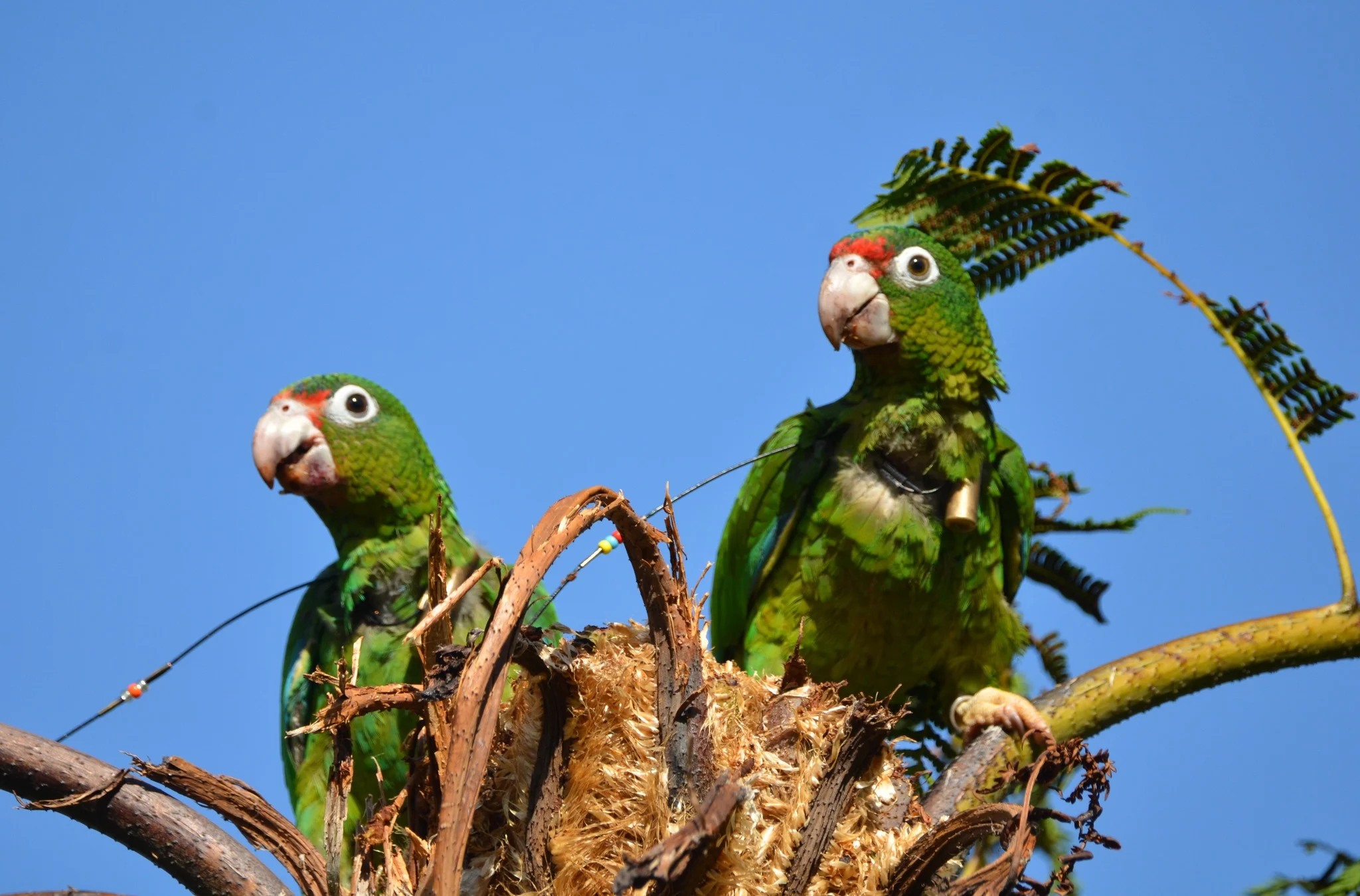 cotorrasPR-nidos-Tom-White-USFWS.jpg