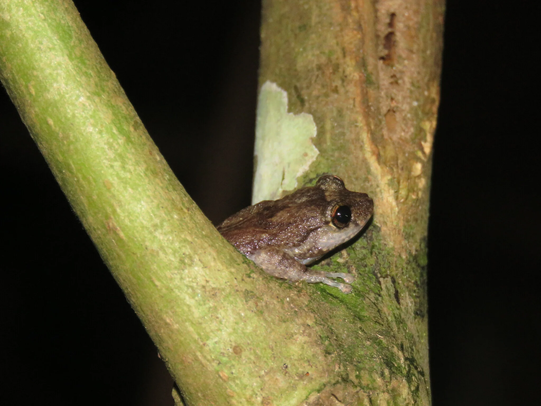 Un coquí Eleutherodactylus hedricki sobre la corteza de un árbol.