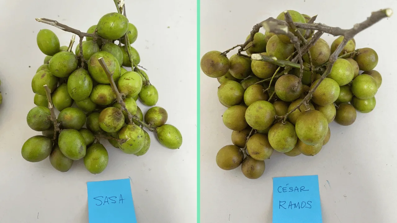 quenepas-sasa-cesar-ramos-1.png