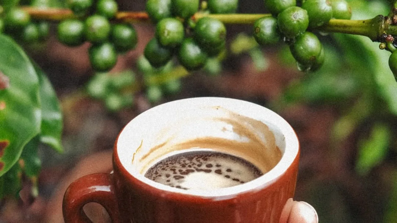 hacienda-san-pedro-un-siglo-de-tradicion-cafetalera-en-jayuya