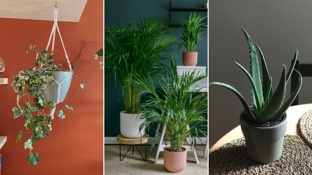 plantas-que-pueden-limpiar-el-aire-de-tu-hogar