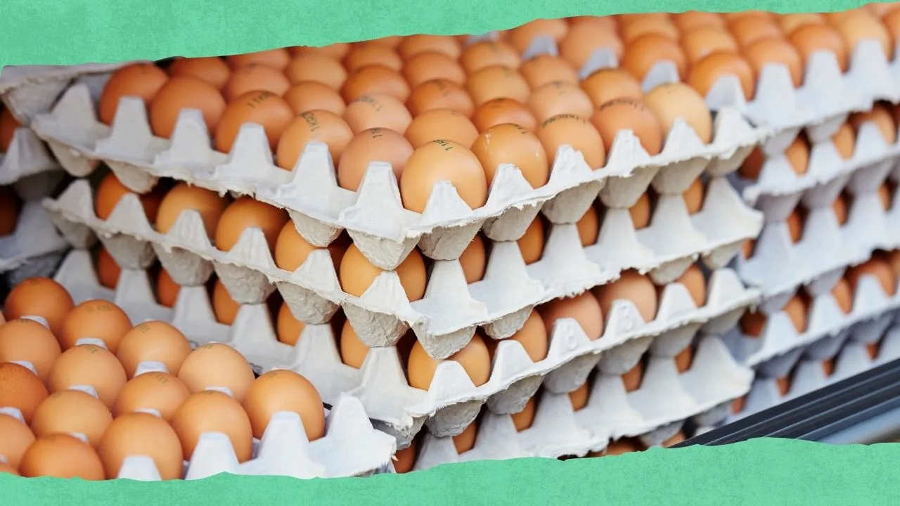 fincas-negocios-comprar-huevos-locales