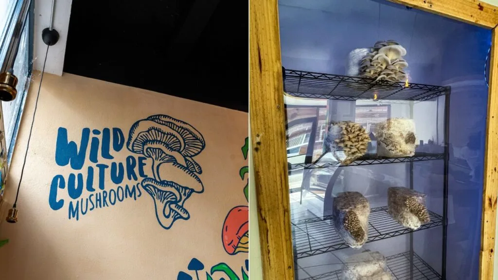 wild-culture-mushrooms-todo-lo-que-debes-saber-de-su-nueva-tienda-en-santurce