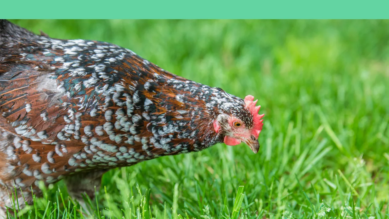 criar-gallinas-ponedoras-beneficios