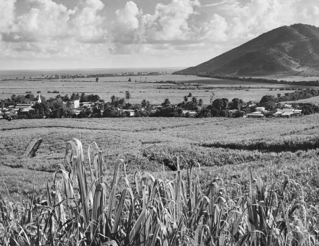 legado-cientifico-estacion-experimental-agricola-puerto-rico