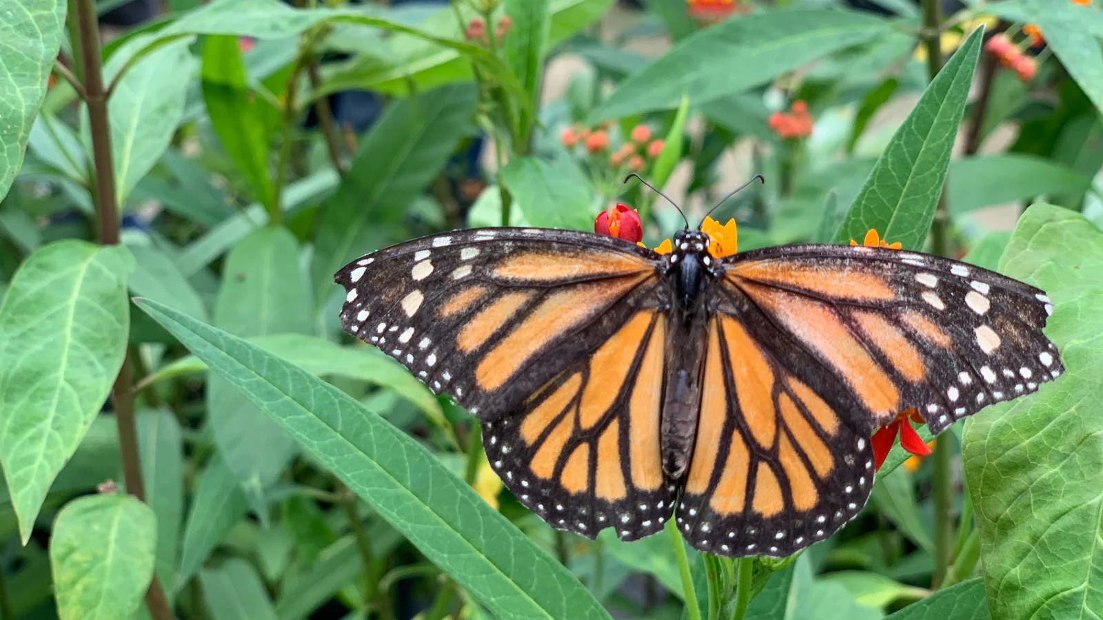 Mariposario