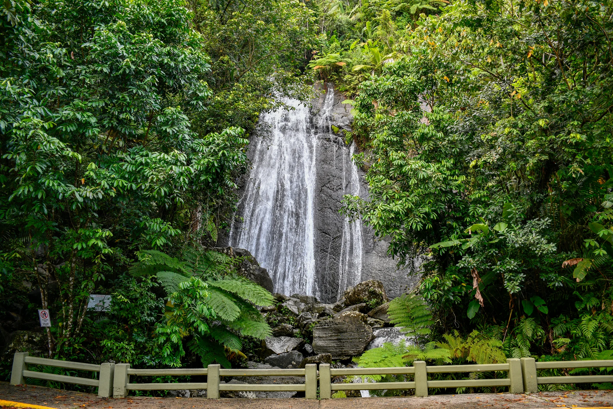 7 bosques de fácil acceso para disfrutar en familia