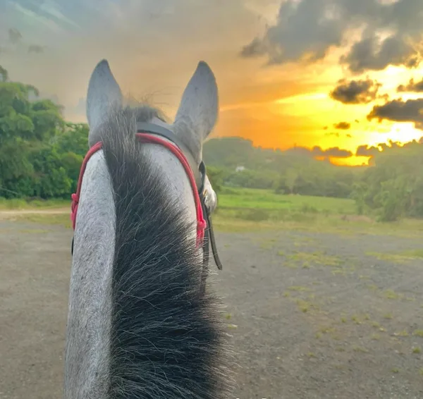 El-yunque-b4.png