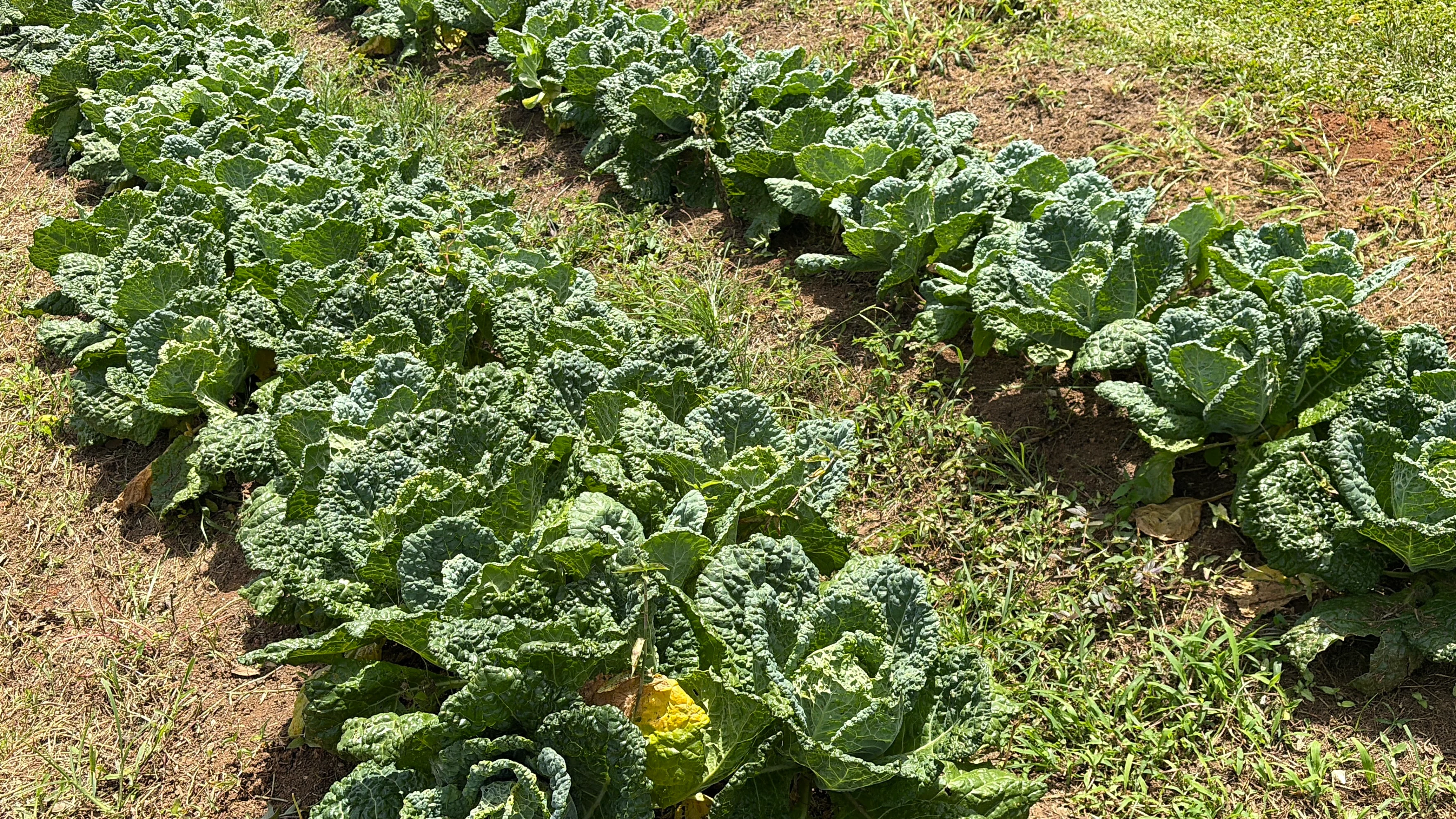 Surcos de vegetales de hoja verde cultivados en la finca