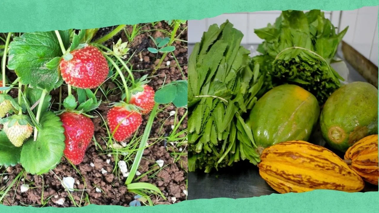 de-la-finca-a-la-mesa-responden-al-reto-de-la-distribucion-de-productos-agricolas-locales