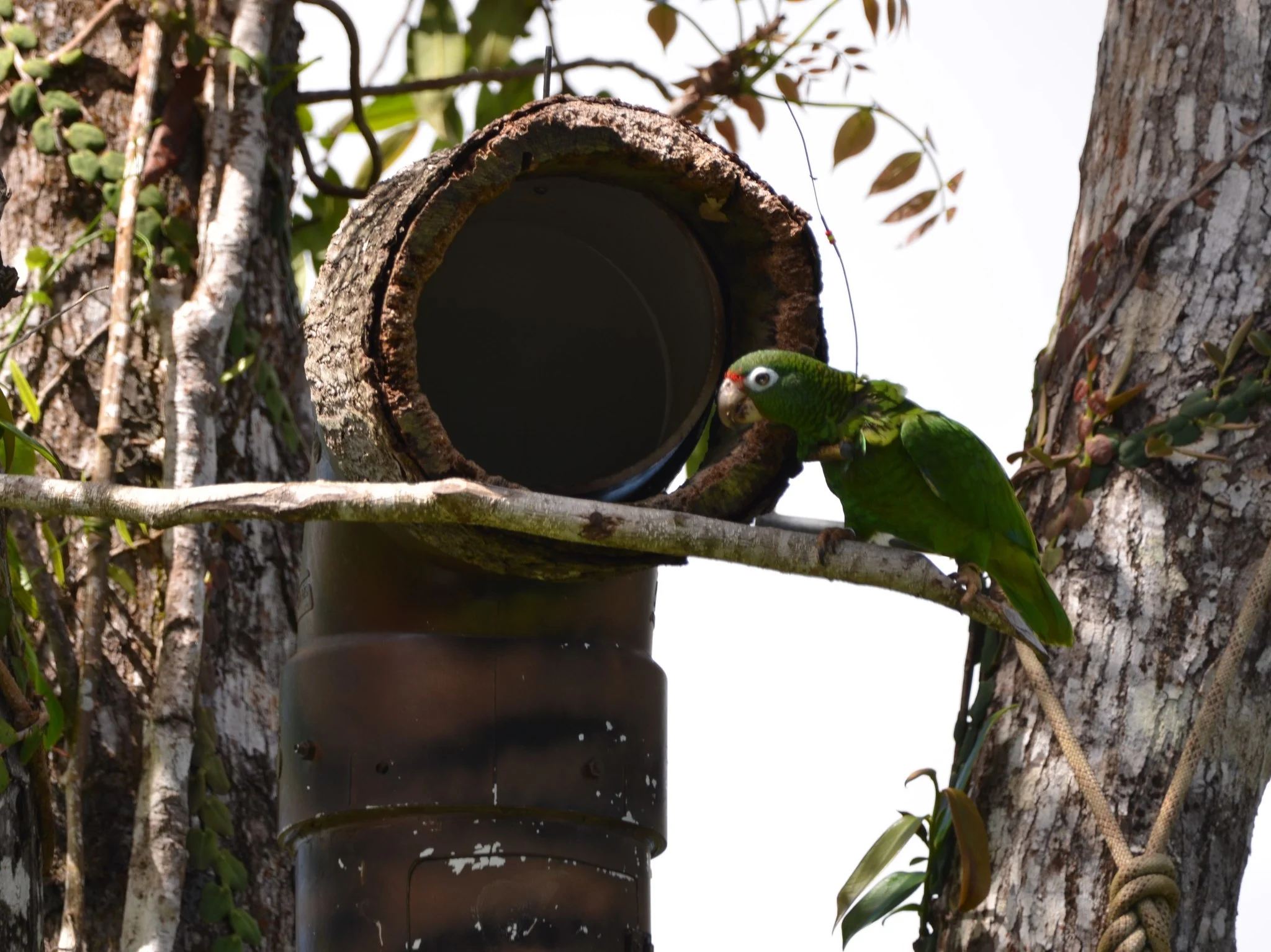cotorra-cerca-de-nido-artificial-Tom-White-USFWS.jpg