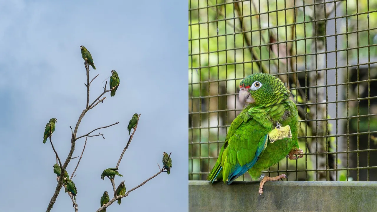 cotorra-puertorriquena-el-yunque-guacamayo-spix-brasil