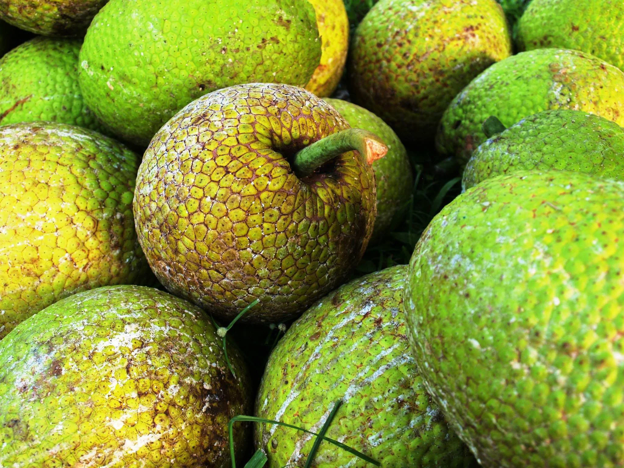origen-festival-de-la-pana-humacao