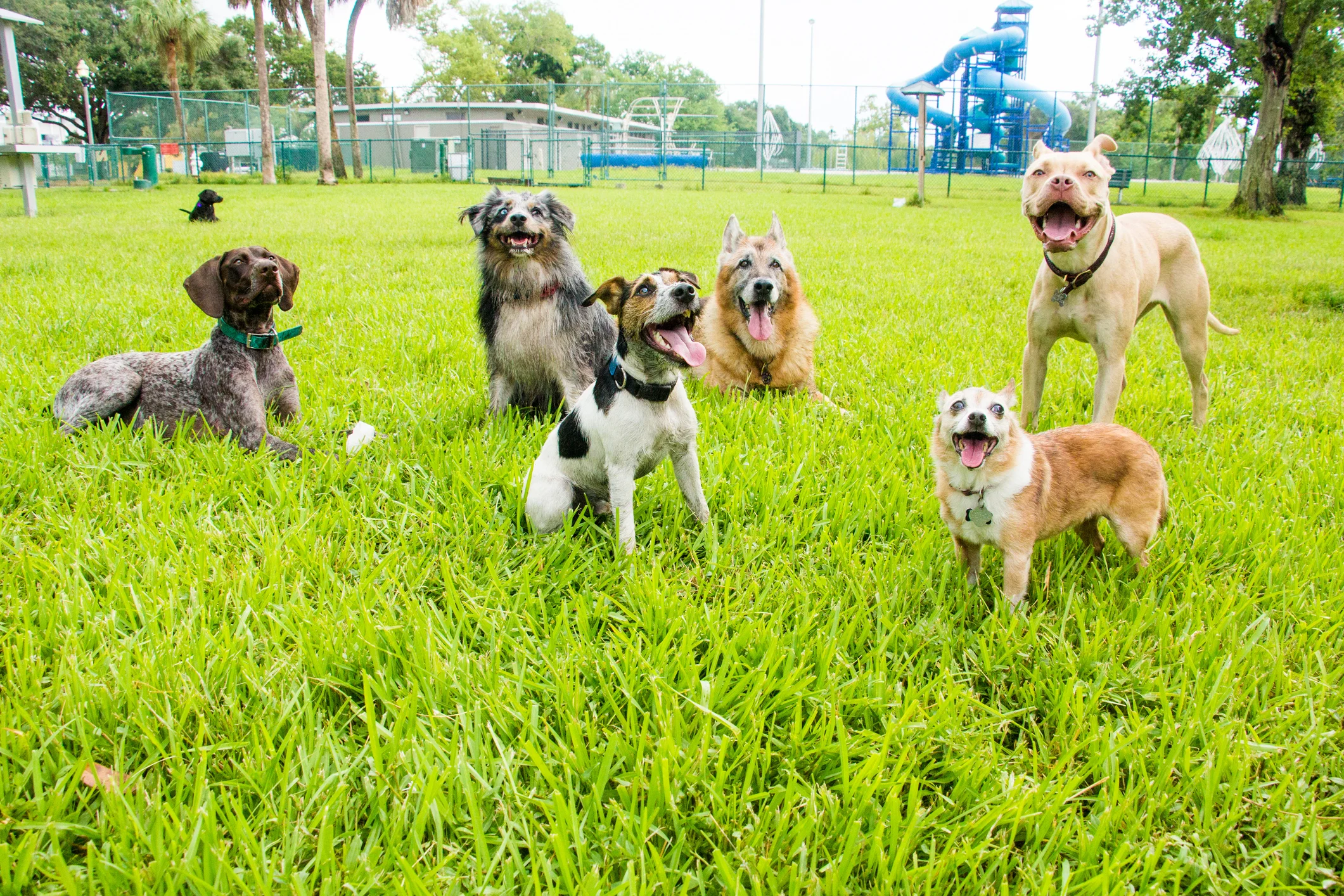 regresa-el-national-dog-day-a-santurce-con-entretenimiento-para-toda-la-familia