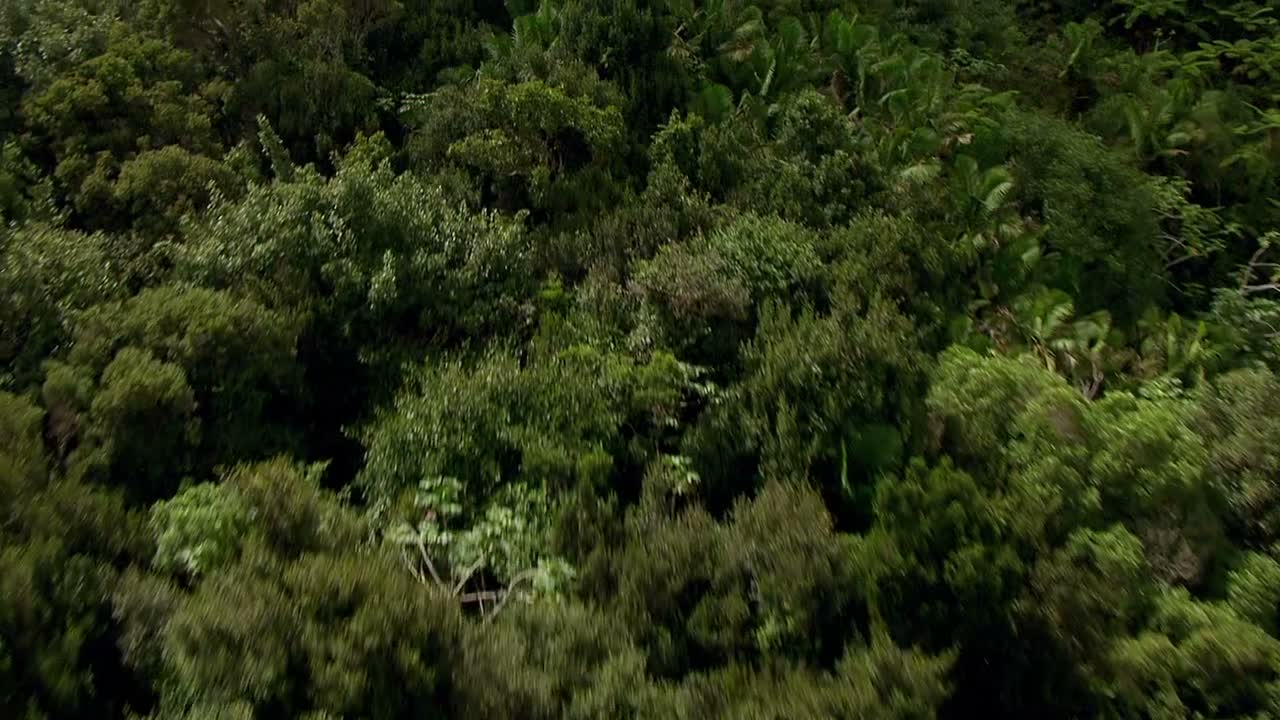 Picos y laderas de El Yunque cubiertos de bosque bajo las nubes.