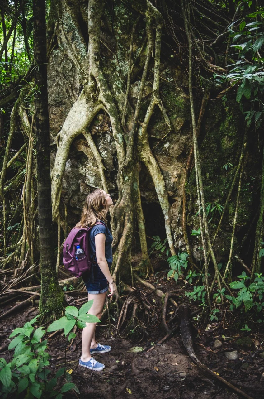 Una excursionista con mochila observa las enormes raíces de un árbol en el interior del bosque.