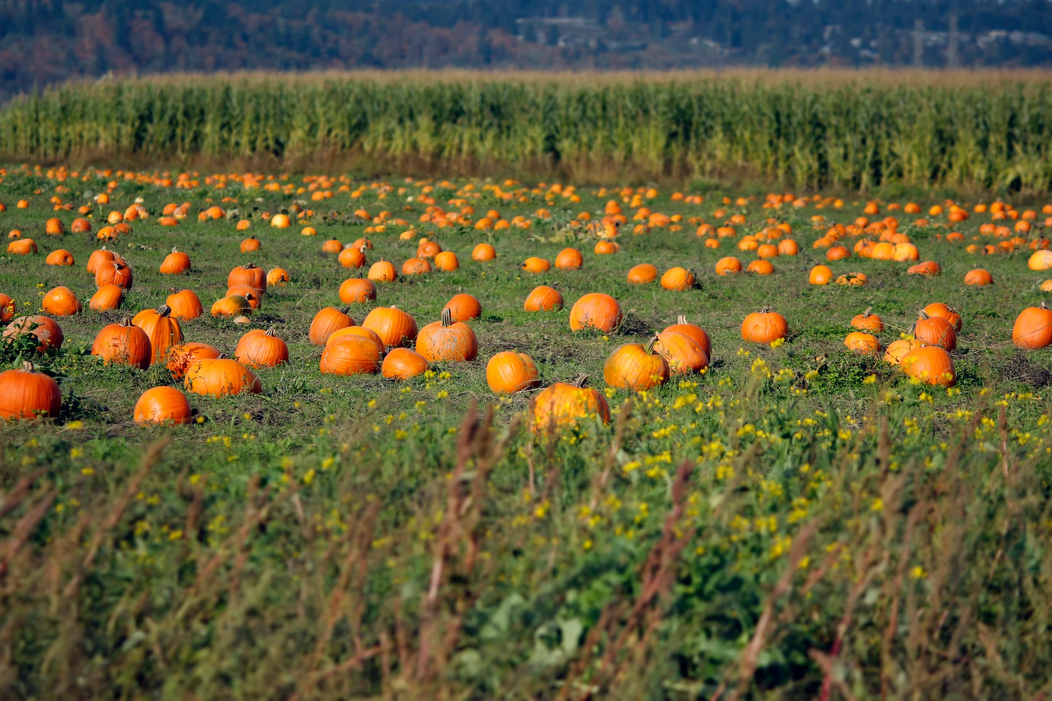 pumpkins in a field (Getty Images)