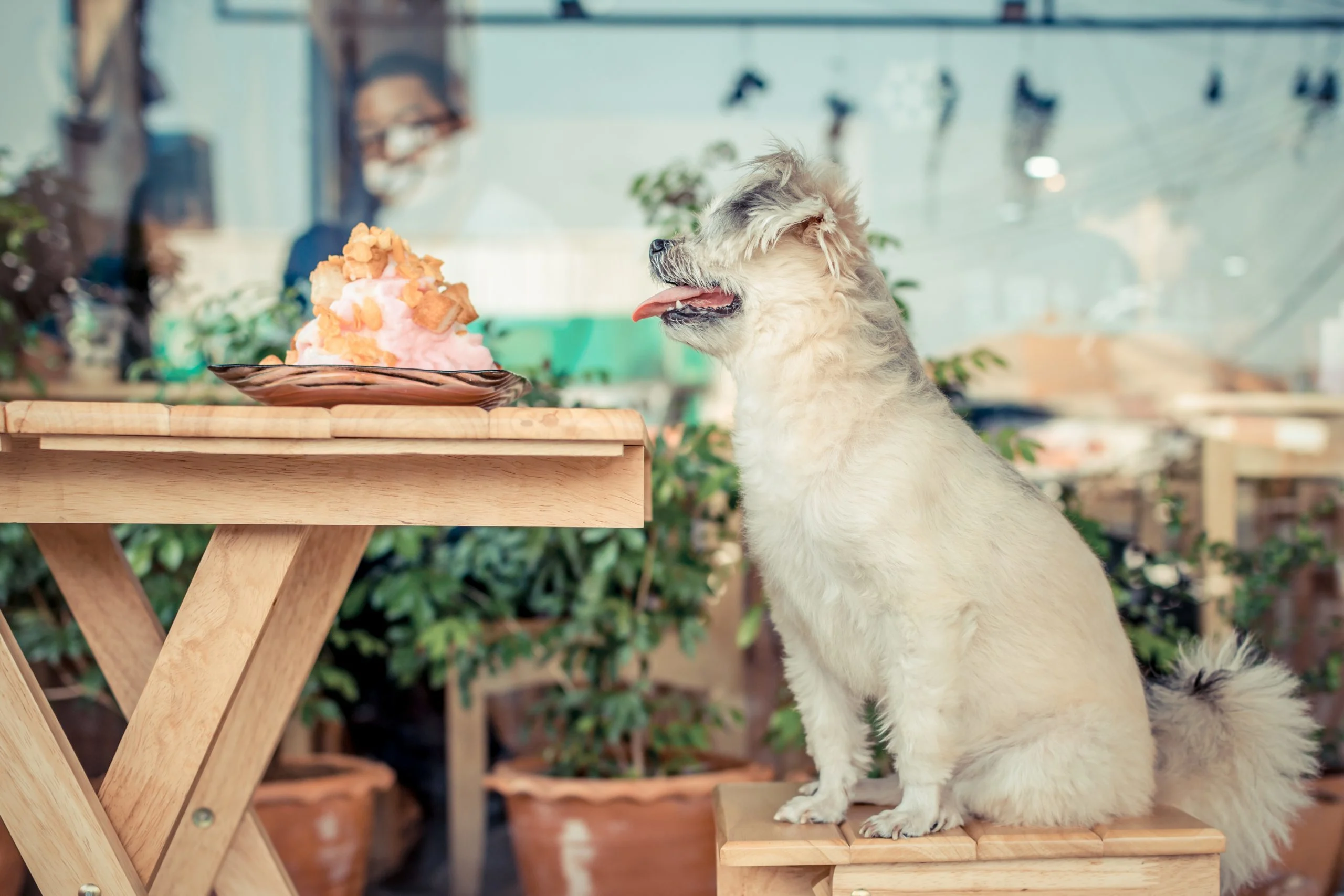 Lugares pet-friendly para llevar a tu mascota en Puerto Rico