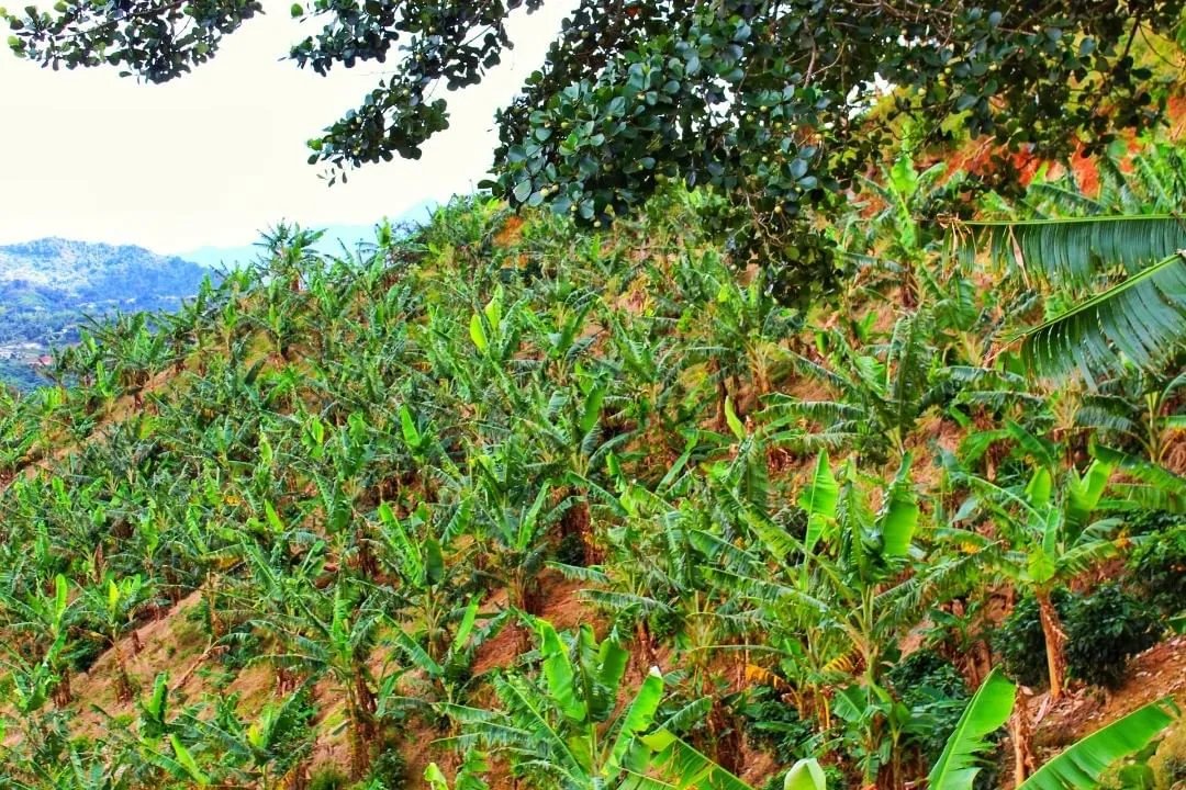 hacienda tres angeles