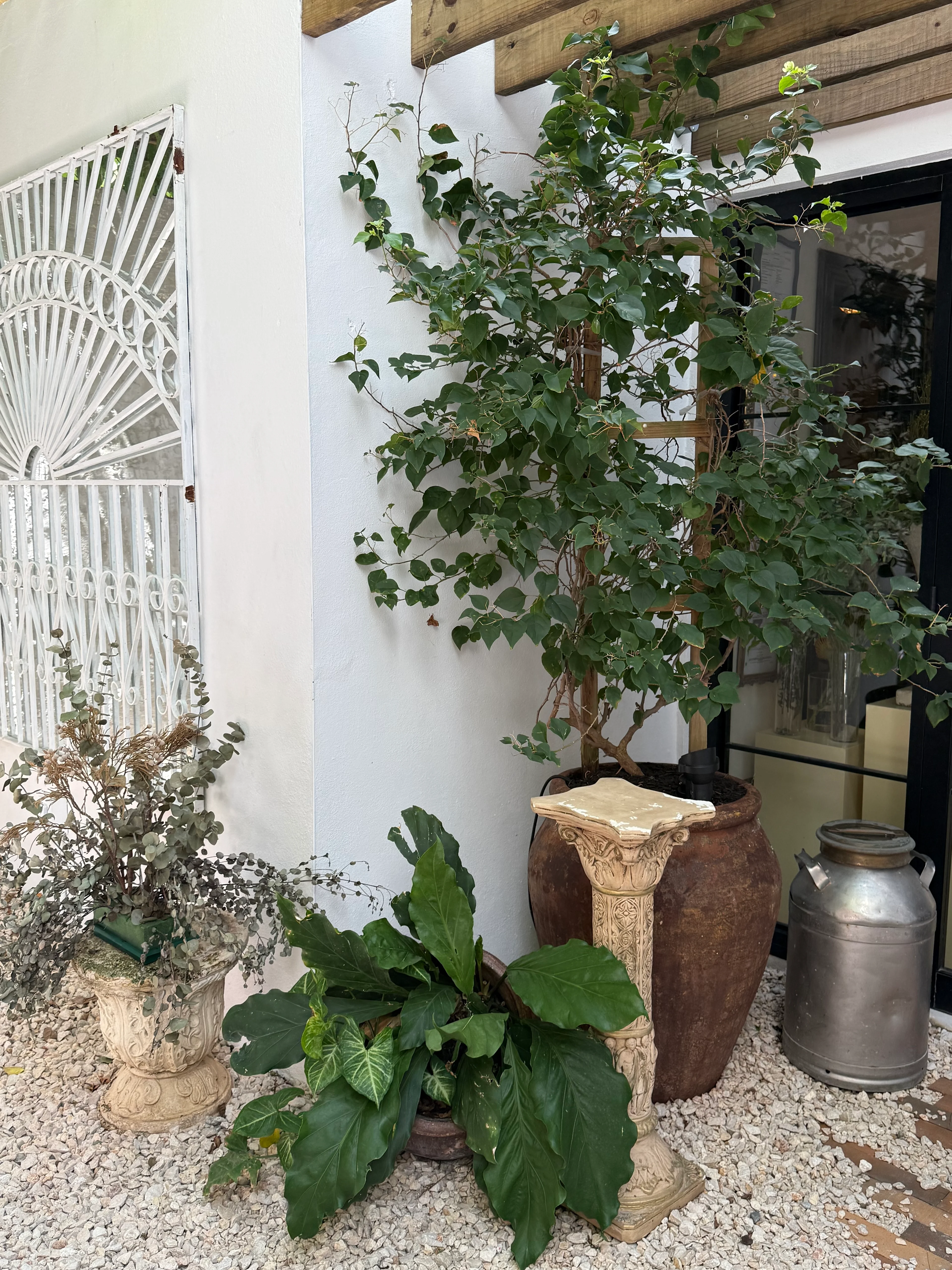 Patio Café de la Vieja 
