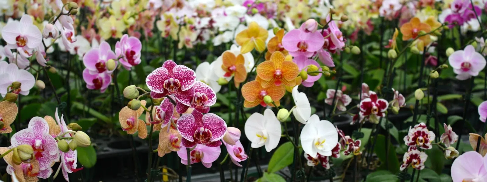 Meyer Nurseries en Aibonito