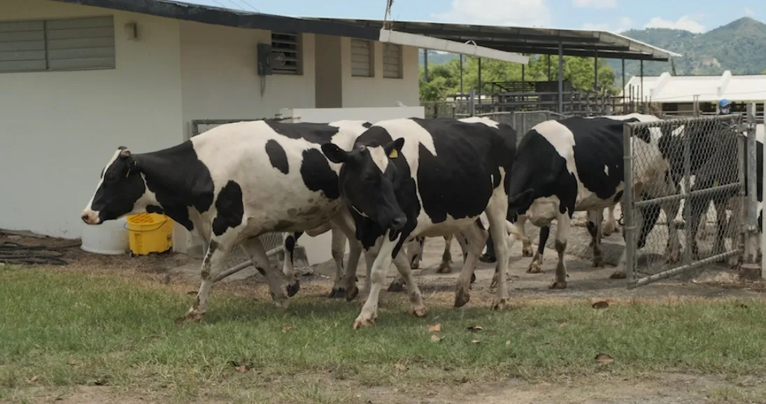 Ganado en la Estación Experimental Agrícola de Gurabo.