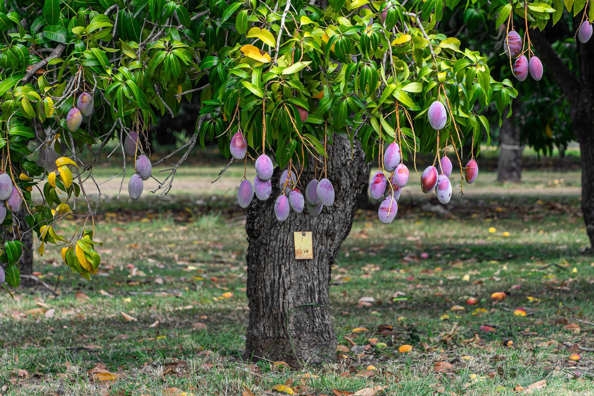 mango-produccion-exportacion-variedades-puerto-rico