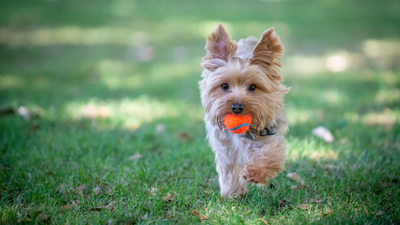 Seis parques para llevar a tu mascota en Puerto Rico
