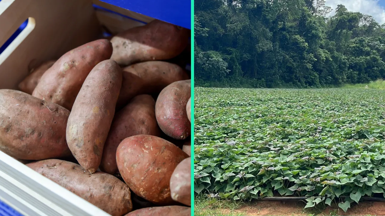 produccion-de-batata-puerto-rico