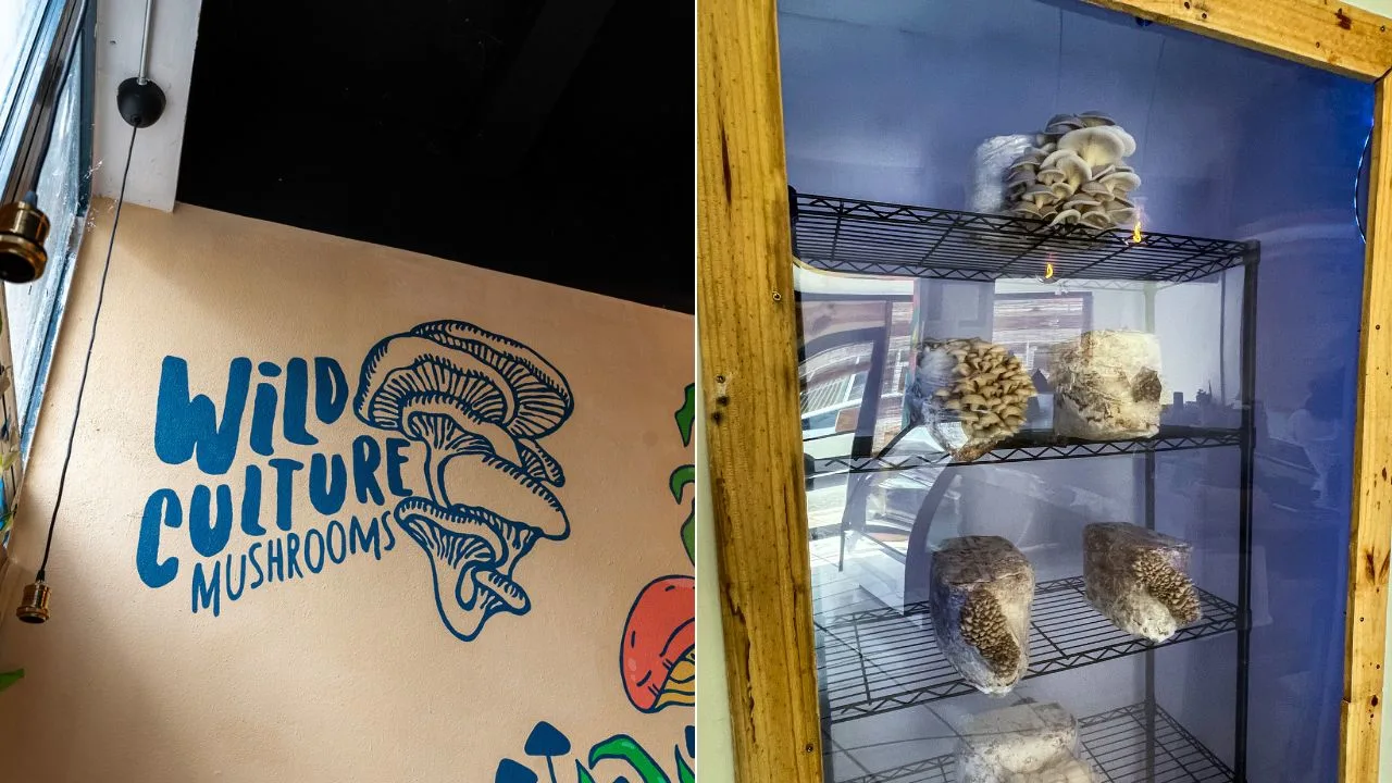 el-mundo-medicinal-de-los-hongos-de-wild-culture-mushrooms-y-sus-beneficios