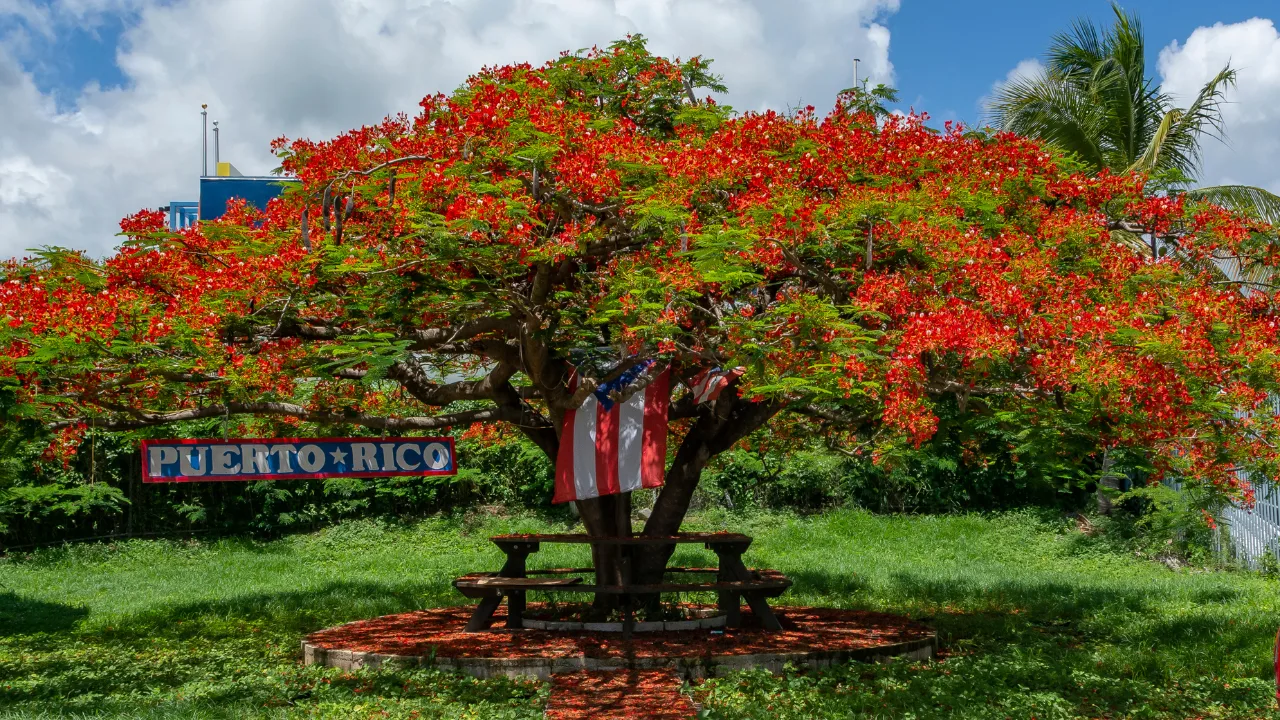 puerto-rico-soy-yo