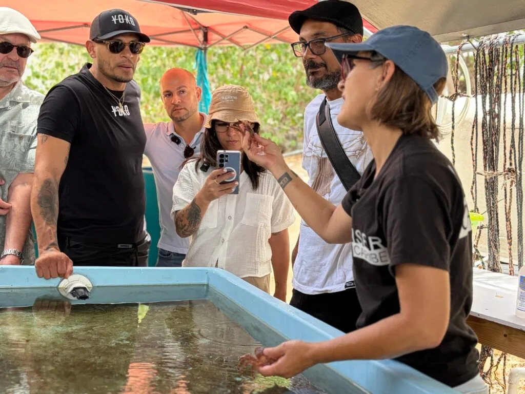 Nace una alianza que lleva las algas marinas boricuas a las cocinas de los chefs