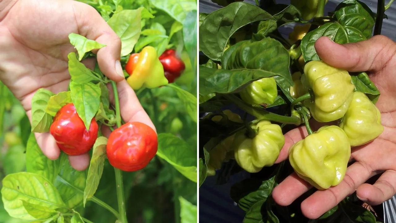 produccion-aji-dulce-puerto-rico