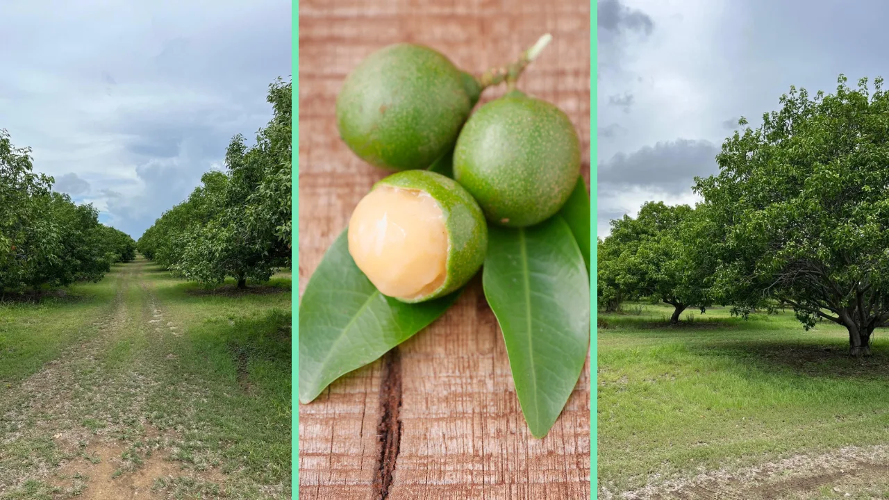 produccion-variedades-quenepa-puerto-rico