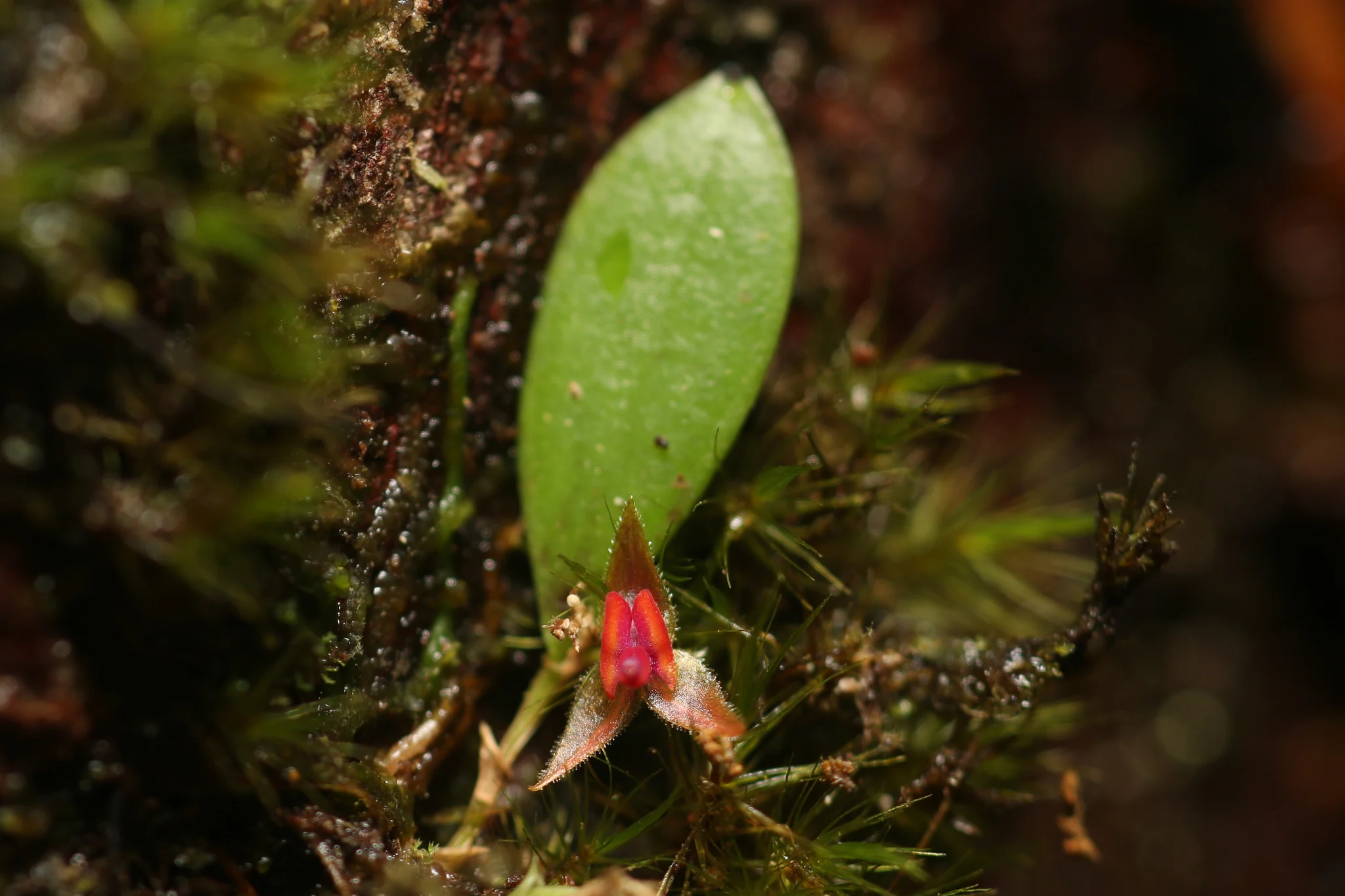 La diminuta orquídea Lepanthes eltoroensis, de flor roja, entre musgo.