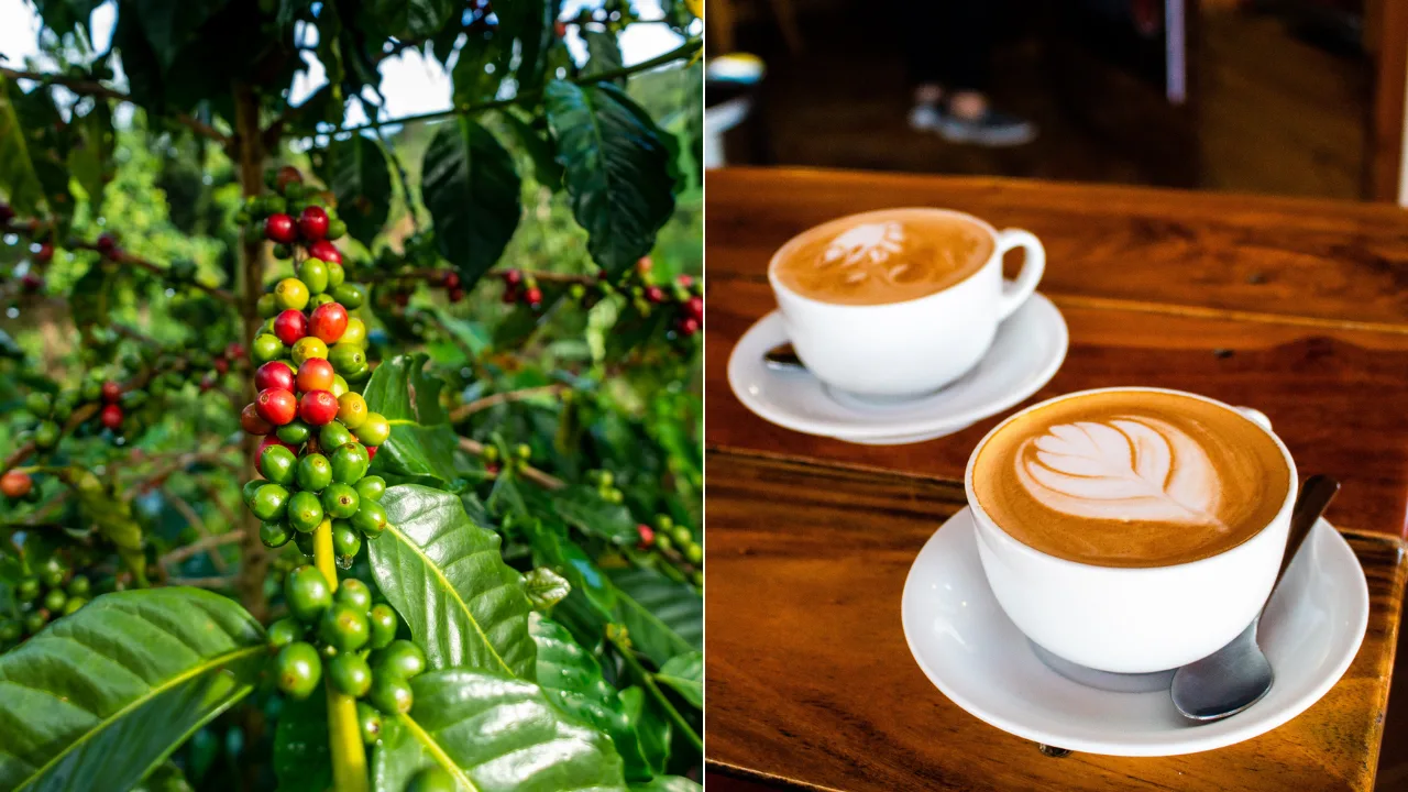 arranca-el-festival-del-cafe-en-yauco