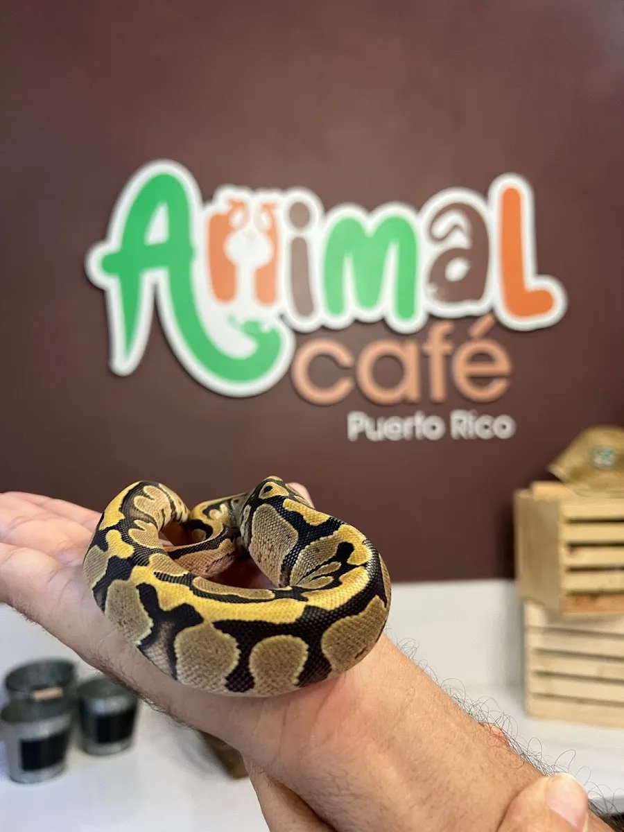 Animal Café