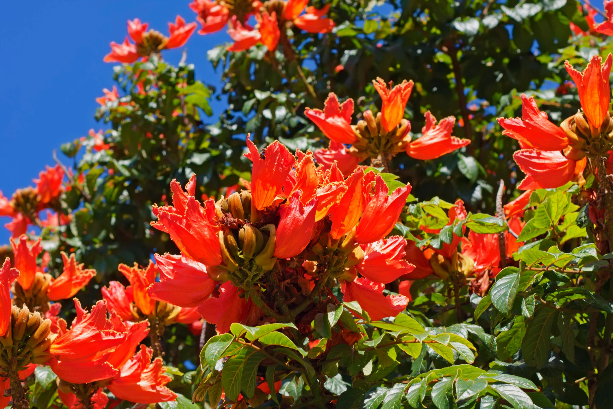 descubren-que-el-arbol-meaito-contribuye-ecologicamente-a-la-isla