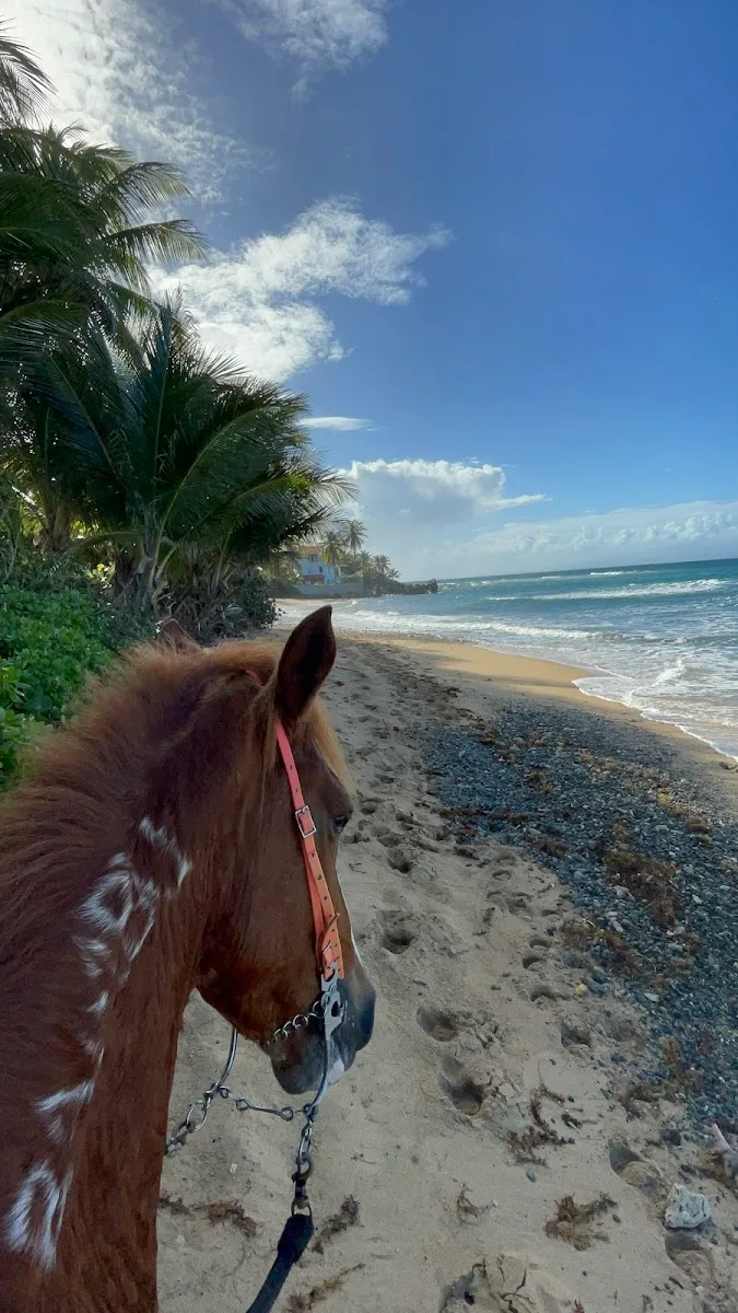Colón Horse Riding en Vieques