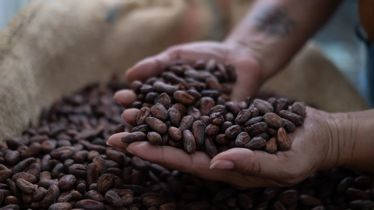 cacao-puertorriqueno-exportacion-retos-oportunidades